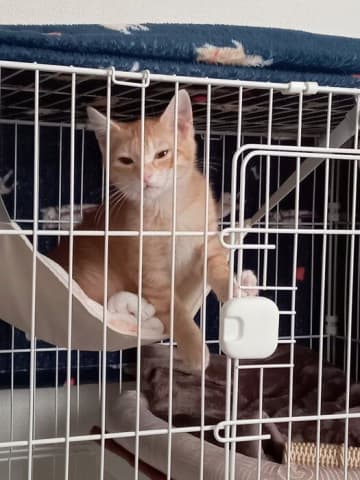 「重度の猫カゼ＆結膜炎」で急遽保護された子猫をお迎え→ともに過ごすなかで深まった飼い主さんとの関係性に心温まる