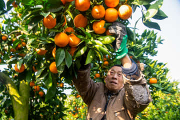 中国重慶市でかんきつ類収穫期　品種改良やメディア活用推進