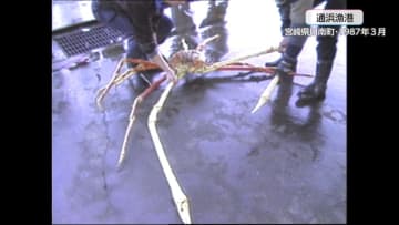 世界最大のカニと言われる「タカアシガニ」の大物！1987年の記録映像　重さ13キロ超、脚を広げると3メートル超　50人分の鍋料理ができる大きさで当時の落札額は1万円