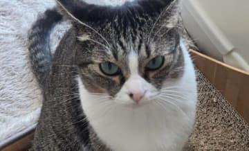 何もしていないのにイカ耳で怒っている愛猫。かわいらしい怒り顔に「かまってにゃんかな？」の声と1.7万件いいね