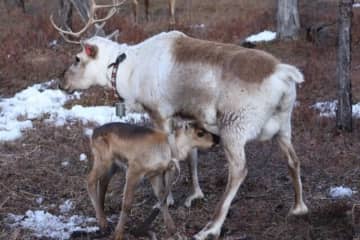 「中国の冷極」と呼ばれる根河市でトナカイのオーナーに―中国メディア