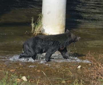 人間をナメきった「新世代クマ」が襲ってくる！西日本は4月にも人里に現れる可能性【専門家が語る獣害予想】