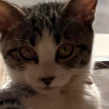 初めてのキャットタワーに『ビビっていた猫』→半月が経つと……まさかの光景に「イケニャンｗｗ」「あたちくらいになるとな～」と反響