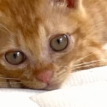 『無邪気で可愛らしかった子猫』が成長した結果…飼い主困惑の『まさかの光景』が77万再生「予想を突き抜けてきたｗ」「趣味で笑った」