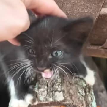 がれきの中で必死に鳴いていた『ひとりぼっちの子猫』と出会って…心温まる『保護の様子』に感動「本当にありがとう」「助かってよかった」＜海外＞