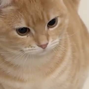最近お風呂によく『猫の毛が浮いている』と思ったら…愛猫がしていた"予想外の行動"に「働き者だねｗ」「一生懸命で可愛いｗ」と５万いいね