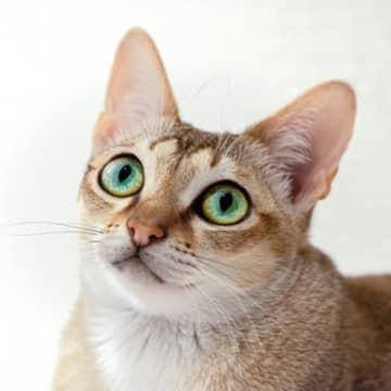 猫の被毛に見られる『ティッキング』とは？美しさの秘密と代表的な猫種3選をご紹介