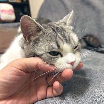 「かわいすぎて発狂するところだった」ナデナデ中にあごのせする猫！心理を獣医師に聞いてみた