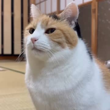 ひとり遊びの最中に『テレビが気になった三毛猫』→映っていたのは…可愛すぎる瞬間に「真剣な顔がかわいい」「めっちゃ姿勢の良い猫背」の声