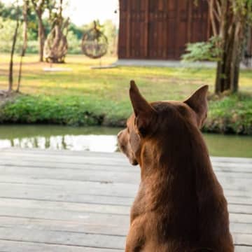 犬が『放心状態』でぼーっとしてるときの心理4つ　無気力状態になってしまう理由や対処法まで