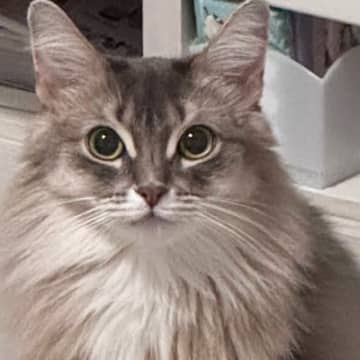 床に置いていたサプリメント→猫がやって来ると……想定外の『かわいい瞬間』に３万いいね「通っちゃうｗ」「おすすめあるかな」と反響