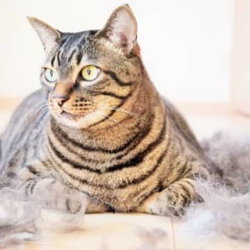 猫の『抜け毛』を再利用するアイデア5選　おもちゃや思い出として残せる方法がある？