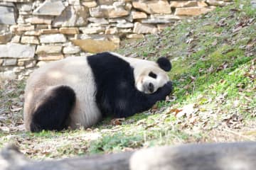 パンダのリーリー、のんびり昼寝　中国四川省