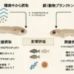 餌を介したナノプラスチック摂取が仔魚の生存に深刻な影響　長崎大学が解明