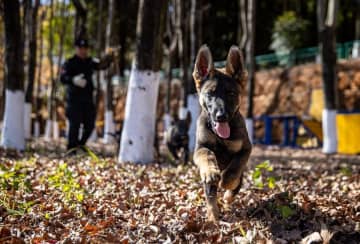 中国独自の警察犬種「昆明犬」を育てる訓練所を訪ねて　雲南省