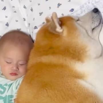 赤ちゃんをいつも近くで見守る犬→まるで本当の兄弟のように『一緒に成長する光景』が9万再生「こちらまで笑顔になる」「もう全てが微笑ましい」