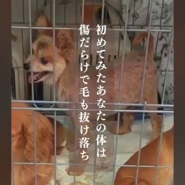 悪徳ブリーダーから保護された犬→毛は抜け落ち傷だらけ…幸せを掴むまでの物語に号泣「涙が止まらない」「幸せになってね」と9万再生の反響