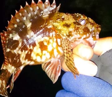 冬の堤防で何を釣る？  迷ったら「カサゴ」！   初心者でも釣果が出る、超カンタン「釣り方」3選