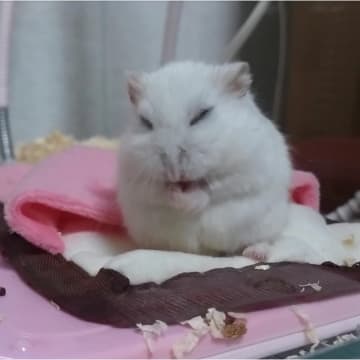 【マルカンヒーター】ハムスターの冬対策におすすめ！「リバーシブルヒーター」でぬくぬく◎