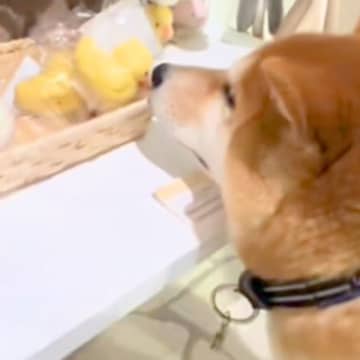 おもちゃを買ってもらう弟犬→兄犬が羨ましそうに横で見つめて…あまりにも尊い反応が65万再生「人間の子供みたい」「愛おしくて涙出る」