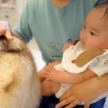 シベリアンハスキーのおしりが『赤ちゃんにぶつかってしまった』結果→ずっと見ていたい『尊い反応』が7万再生「微笑ましい」「ほのぼの」