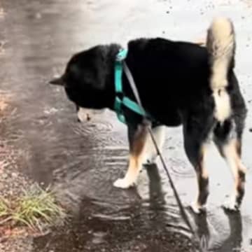 犬と雨の日に散歩に行った結果→水たまりに興味津々になって…全く進まない『愛しい光景』が10万再生「楽しそうでかわいい」「超マイペースｗ」