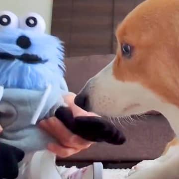 ぬいぐるみをライバル視している犬→ぬいぐるみから『お手』と言われると…可愛すぎる結末が41万表示「不本意そうｗ」「抗えないの可愛い」