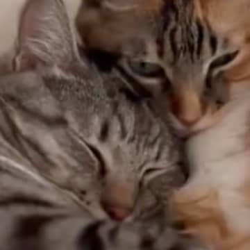 『一緒に寝ていた2匹の猫』を撮っていると…涙が出るほど尊い瞬間に５万いいね「呼吸困難になりそうだった」「永遠に見ていたい」と悶絶の声