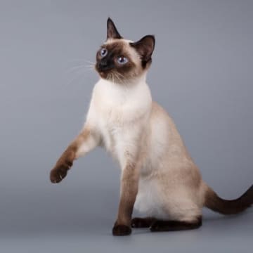 猫の体型を分ける『ボディタイプ』ってなに？6種別の特徴や代表的な猫種もご紹介