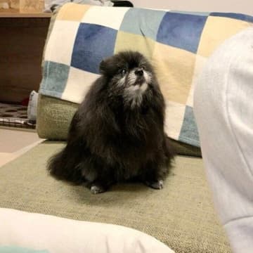 まだ早い時間から「そろそろ寝よう」とアピールする15才のポメラニアン　“自分らしく”過ごす愛おしい姿にほっこり
