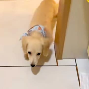 キッチンに立っていたら、子犬がトコトコとやってきて…？料理どころではない『尊すぎる行動』が38万再生「嘘みたいに可愛い」「泣けるレベル」