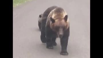 【ヒグマ問題 2026年を予測】“新年早々”クマの足跡発見―前年秋ドングリが凶作→春は山にクマの食物が少ない見通し＿“春先から秋まで”クマの出没が相次ぐか＿冬眠時期も安心できない理由とは？＜北海道＞