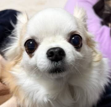 人が苦手だった元保護犬が見せた小さな変化　飼い主に伝えた“お願いのサイン”が愛おしい