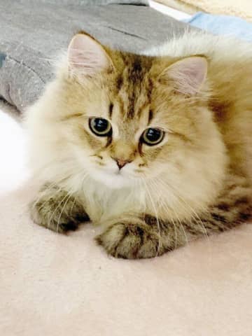 「幼くて可愛い顔」の生後4カ月の子猫→約3年後には「リラックスした優しい顔つき」に！　あどけない顔にキュンとする