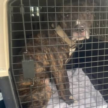 施錠された玄関ドアを開け…犬が保護施設から脱走。目を疑う行動の数々に"フェイク動画"疑惑も→施設側は反論