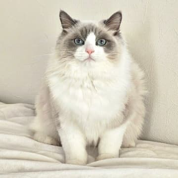 あどけない生後8カ月の子猫→たった2カ月で「ドデーン」　貫禄マシマシの成長姿にキュン！