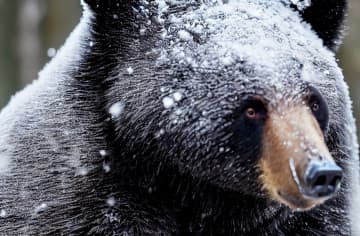 冬眠中のクマを観察するクマツアー、問い合わせ殺到でネットで話題に「冬眠しているクマをわざわざ見せ物にするのはどうなんだろう…」「安全なところから熊を見世物にして”熊はかわいい”と思うような人が増えないことを祈る」