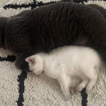 こんなに小さかった子猫が、『約１か月後』→想像以上に大きくなって…衝撃のビフォーアフターに４万いいね「巨猫になる予感」「かわいい」