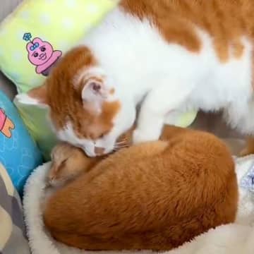 ぐっすり寝ているネコ→同居ネコが顔を寄せて…あまりにも愛おしい『ずっと見ていたくなる光景』に「かまちょかな笑」「かわいい」と反響