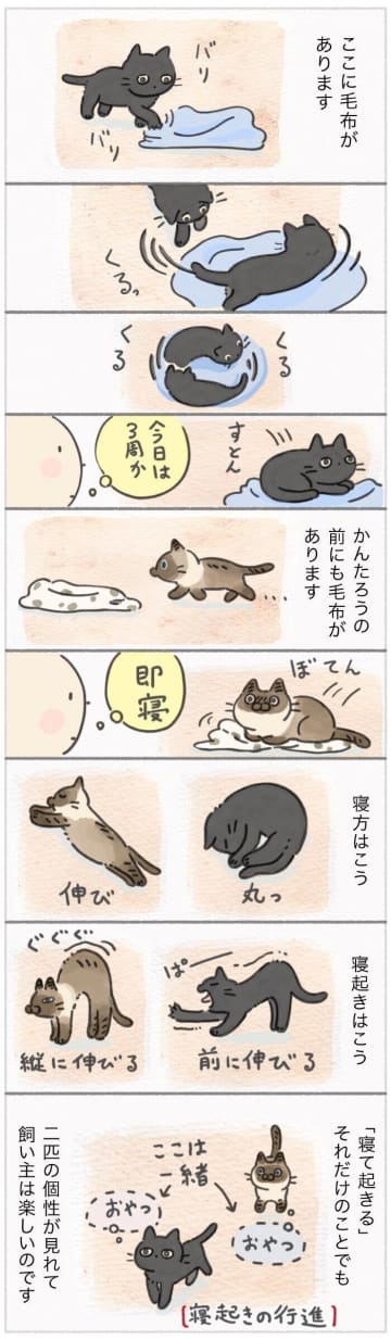 「寝て起きる」だけで性格丸見え？毛布ひとつでわかる2匹の個性【連載】ねこ連れ草 349話め