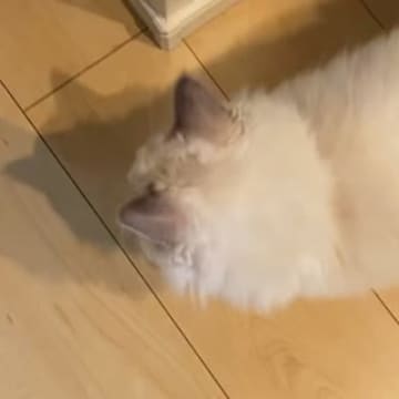 足元にいたラグドールの猫→飼い主さんが『名前を呼んでみる』と……可愛すぎる瞬間が34万再生「相棒みたいで素敵」「綺麗な猫さん」と反響