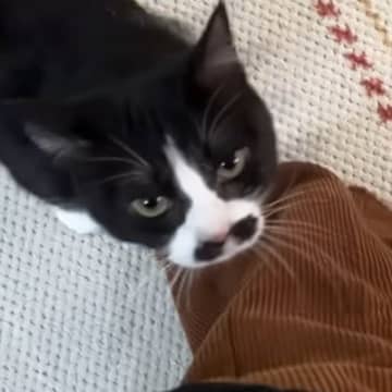 飼い主さんが帰ってくると、猫が『大喜び』して…あまりにも可愛い『熱烈大歓迎』に反響！「めっちゃ嬉しいよね」「くねくねがたまらん」