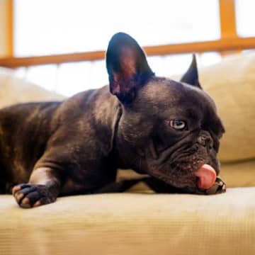 犬が『自分の体を舐める』5つの心理　やめさせた方がいいの？注意すべき状況まで