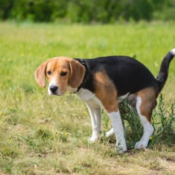 犬がウンチ前に『くるくる回る』心理４選　意外な理由や今すぐできる対処法までご紹介
