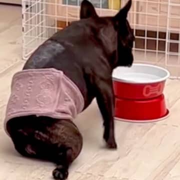 病気でうまく歩けなくなった犬→3年間、努力し続けた結果…思わず涙する『現在までの軌跡』に感動続々「スゴイ…奇跡」「愛の賜物」と称賛