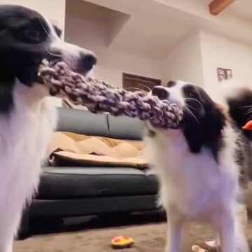 2匹の犬が引っ張り合いっこを始めた結果→なぜか『もう1匹の犬』が…まさかの行動が47万表示「混ざってるつもりで草」「仮想綱引きｗ」