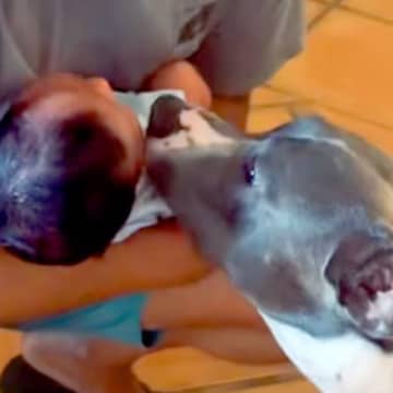 赤ちゃんが生まれ、お姉ちゃんになった犬→涙が出るほど愛おしい『1歳までの成長記録』が133万再生「一番の友達だよね」「愛情深いわんこ」