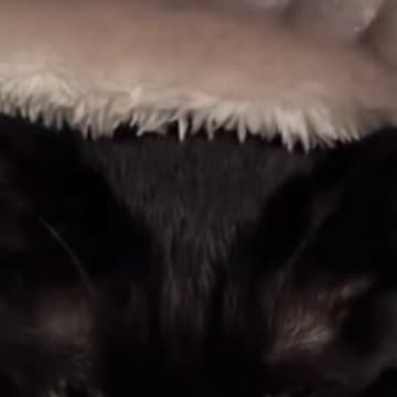 猫用のベッドを新しく買ってみた結果→気に入ってもらえて…可愛すぎる光景が30万再生「破壊力がすごい」「胸がキュッとなった」と悶絶の声