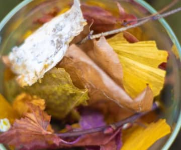 SHIROホワイトティーで感じる森の今♡偶然の素材から生まれた限定ポプリ