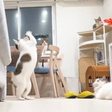 猫を多頭飼いしている人のリアルな日常…『情報量が多すぎる光景』に「色々と忙しいｗ」「想像以上で笑った」「やばいｗ」と２万いいね